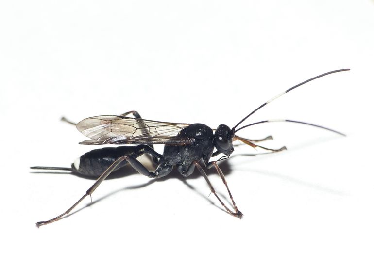 Agrothereutes aterrimus is een vrij algemene sluipwespensoort die vaak in tuinen te vinden is en lang over het hoofd werd gezien. Dit exemplaar werd vastgelegd door Dick Belgers, die reeds jarenlang allerlei insecten fotografeert in zijn lichtkoepel te Wageningen