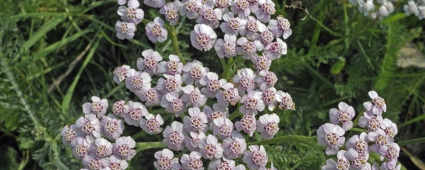 duizendblad