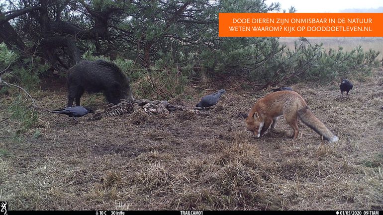 Aasetende raven en wild zwijn. De vos houdt afstand