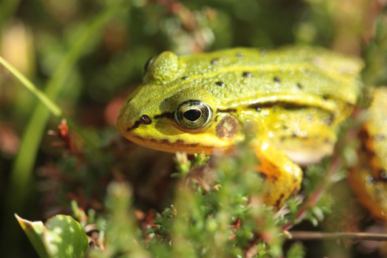 Met een vijver in de tuin zijn er vast ook amfibieën te tellen, zoals deze poelkikker