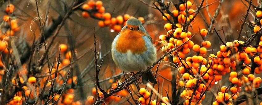 Roodborst