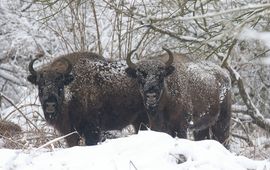 Door de goede isolatie van de vacht van deze wisenten blijft de sneeuw er gewoon bovenop liggen en smelt niet.