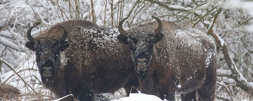 Door de goede isolatie van de vacht van deze wisenten blijft de sneeuw er gewoon bovenop liggen en smelt niet.