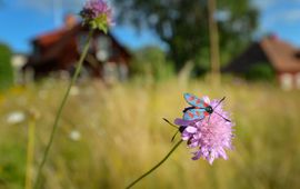 Vlinder op bloem