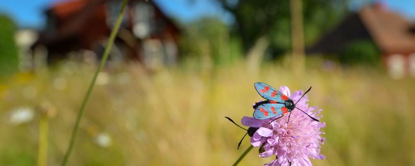 Vlinder op bloem