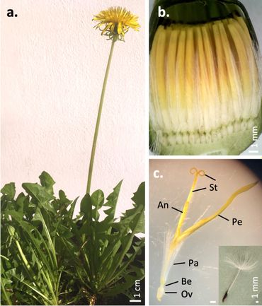 Dandelion plant, bud, and flower (floret). a. Dandelion plant (Taraxacum officinale) with one open flower head and one closed bud. b. Half flower head of a yet unopened bud, showing the florets on the receptacle, the inferior ovaries, the yellow petals still rolled, and the long white pappus hairs. c. Mature floret with the flower organs indicated: Ov = Ovary ; Be = Beak (rostrum); Pa = Pappus; Pe = Petals; An = Anthers, in a ring; St = Style and Stigma’s; Insert = a mature seed with a long beak and unfolded pappus hairs