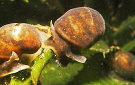 A.W. Gmelig Meyling Kleverige poelslakken Myxas glutinosa op Krabbescheer
