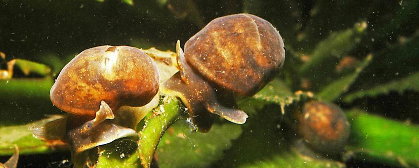 Kleverige poelslakken Myxas glutinosa op Krabbescheer