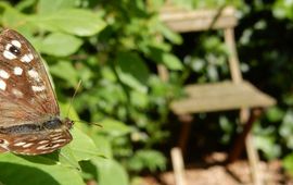Kars Veling Bont zandoogje in de tuin