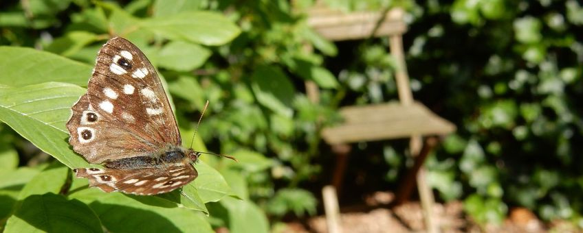 Bont zandoogje in de tuin