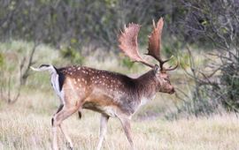 Bart Vastenhouw, Saxifraga Damhert