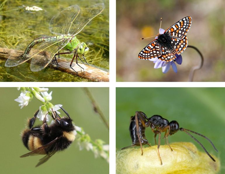 Een paar voorbeelden van insecten waar klimaatverandering vat op heeft: specifieke soorten libellen, vlinders, hommels en hypersluipwespen (van linksboven naar rechtsonder)