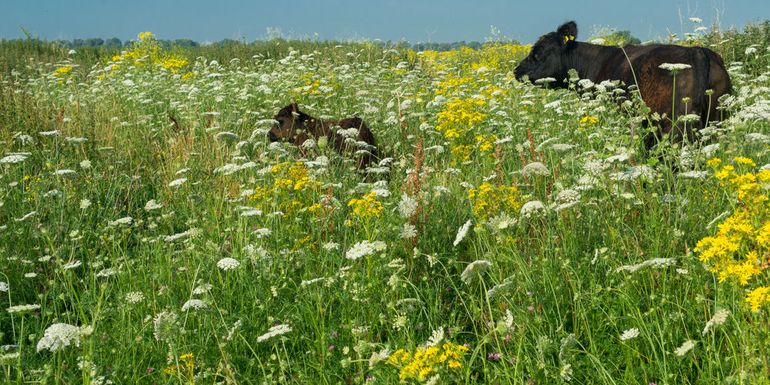 Jaarrondbegrazing met Gallowayrunderen in de Gelderse Poort