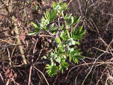 Bladontplooiing wilde lijsterbes op 6 april 2018