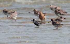 Koos Dansen Zilverplevier in zomerkleed temidden van rosse grutto’s op het wad bij Terschelling