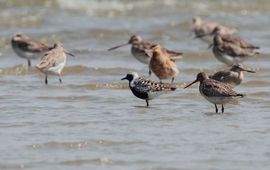 Zilverplevier in zomerkleed temidden van rosse grutto’s op het wad bij Terschelling