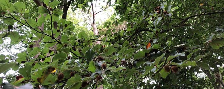 Nature Today | Na Slecht Mastjaar Weer Veel Eikels En Beukennootjes