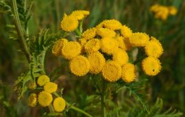 Boerenwormkruid Saxifraga