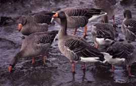 IVN Vecht en Plassengebied Grauwe gans. Foto: IVN Vecht & Plassengebied