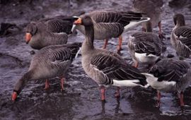 Grauwe gans. Foto: IVN Vecht & Plassengebied