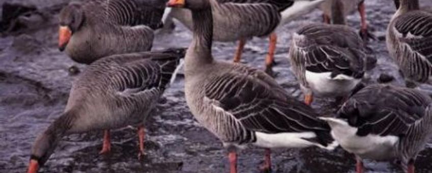 Grauwe gans. Foto: IVN Vecht & Plassengebied