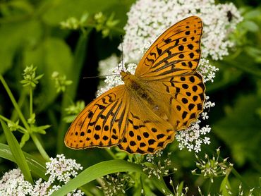 In de duinen worden soms tientallen keizersmantels bij elkaar gezien