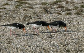 Piet Munsterman, Saxifraga Haematopus ostralegus. Scholekster