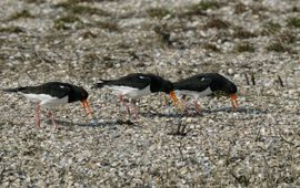 Haematopus ostralegus. Scholekster