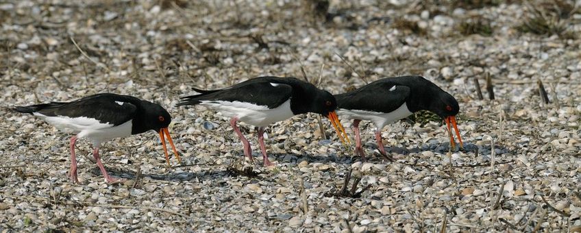 Haematopus ostralegus. Scholekster