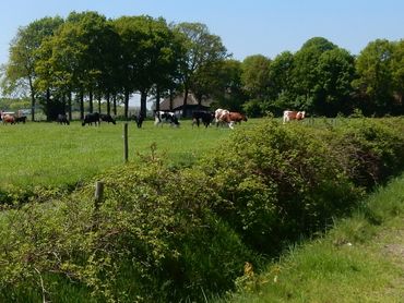 Veel boeren willen best natuurinclusief werken en de Europese landbouwsubsidies zouden daar in kunnen helpen