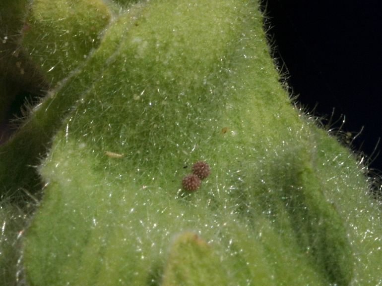 Eitjes van het kaasjeskruiddikkopje op een bloemknop van de waardplant