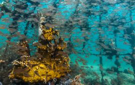 De vissen weten het herstelde koraal massaal te vinden