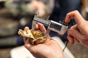 De lengte en breedte van iedere jonge oester wordt gemeten