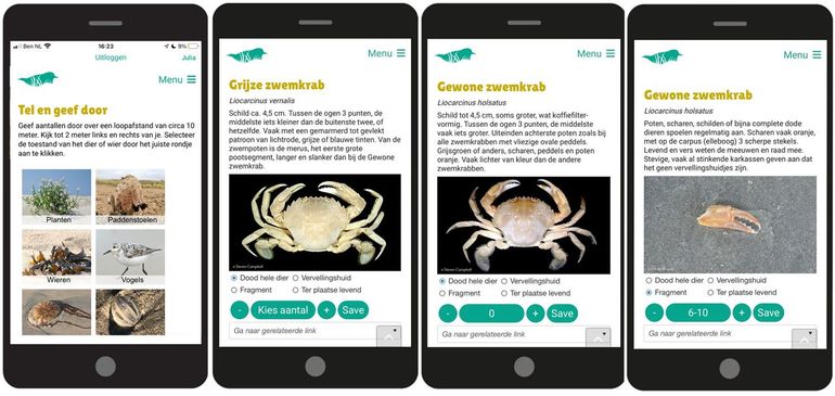 Geef via de WebApp www.groenestrandapp.nl je waarnemingen door. Ga na je registratie via het menu naar ‘Tel en geef door’. Kies soortgroep 'krabben' en dan de Grijze zwemkrab. Kies (afhankelijk van wat je op het strand ziet) voor dode exemplaren, fragmenten, vervellingshuidjes of ter plaatse levend. Kies met + en - het aantal per tien meter strand waar aanspoelsel ligt (eb- of vloedlijn). Let voor dit onderzoek steeds zowel op de Grijze als de Gewone zwemkrab en – belangrijk – geef het ook door als je een soort niet zag; kies dan voor 0