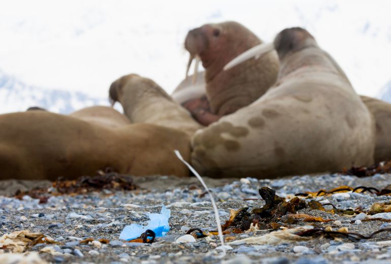 Afval op Svalbard