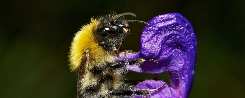 Bombus gerstaeckeri (man) die zijn waardplant Aconitum napellus bezoekt, vertoont een aanzienlijke toename in hoogtebereik