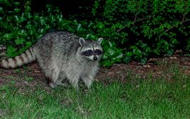 Wikimedia Commons Wasbeer (Procyon lotor)