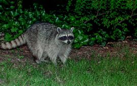 Wasbeer (Procyon lotor)