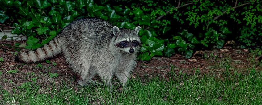 Wasbeer (Procyon lotor)