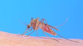 Culex pipiens, gewone huissteekmug, -  hansm.smid@wur.nl, even mailen voor gebruik