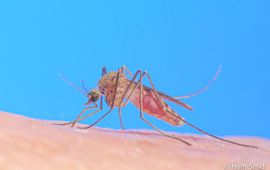 Culex pipiens, gewone huissteekmug, -  hansm.smid@wur.nl, even mailen voor gebruik
