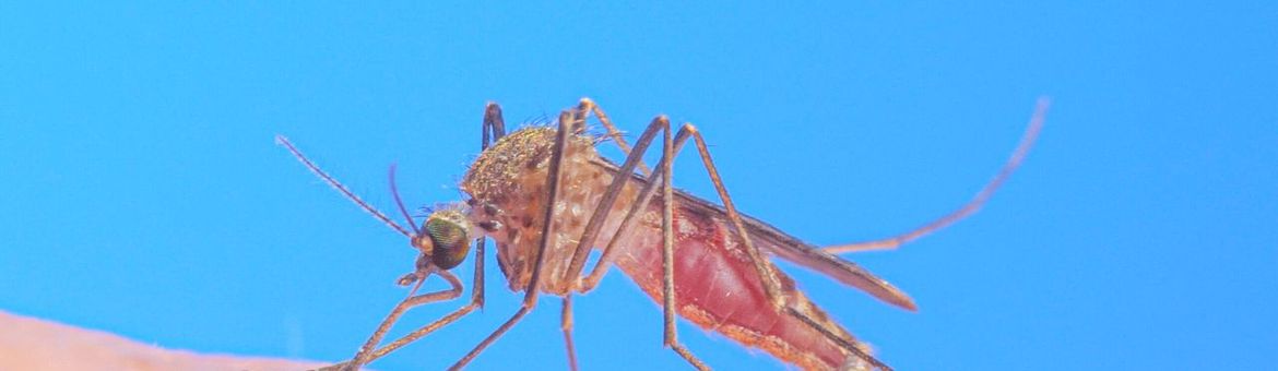 Culex pipiens, gewone huissteekmug, -  hansm.smid@wur.nl, even mailen voor gebruik