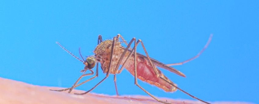 Culex pipiens, gewone huissteekmug, -  hansm.smid@wur.nl, even mailen voor gebruik