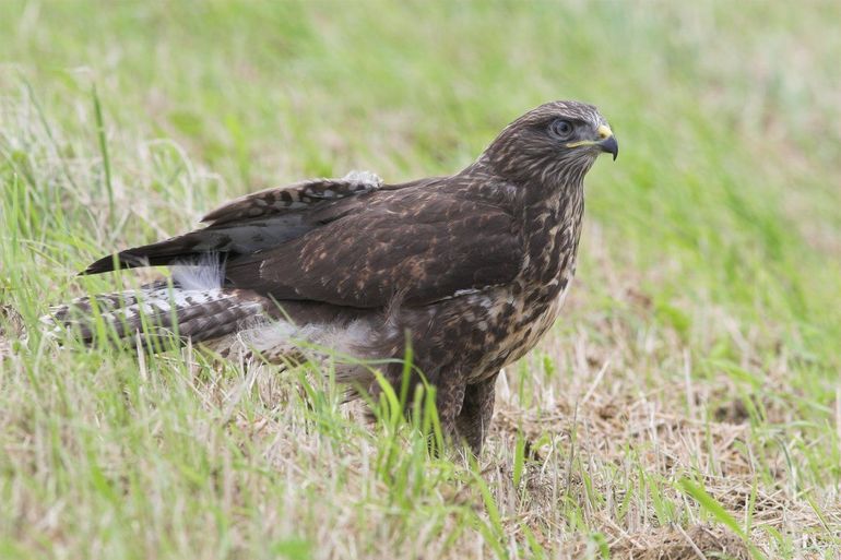 Buizerd