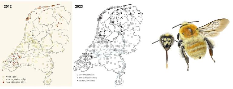 Verspreidingskaarten van de moshommel uit de atlassen van 2012 en 2023. De lege vierkantjes geven de verspreiding vóór 1970, de gevulde cirkels de recente verspreiding (2012: 1990 t/m 2011, 2023: 2012 t/m 2022)