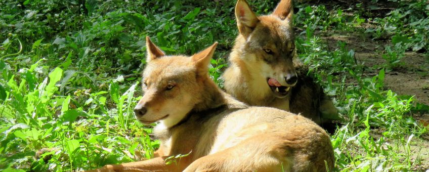 Twee jongen wolven