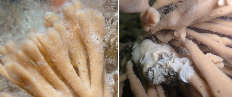 Links: Geweispons. Rechts idem, met in het midden een eierleggende Satijnslak