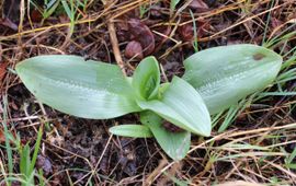 Björn S…, Flickr Aapjesorchis