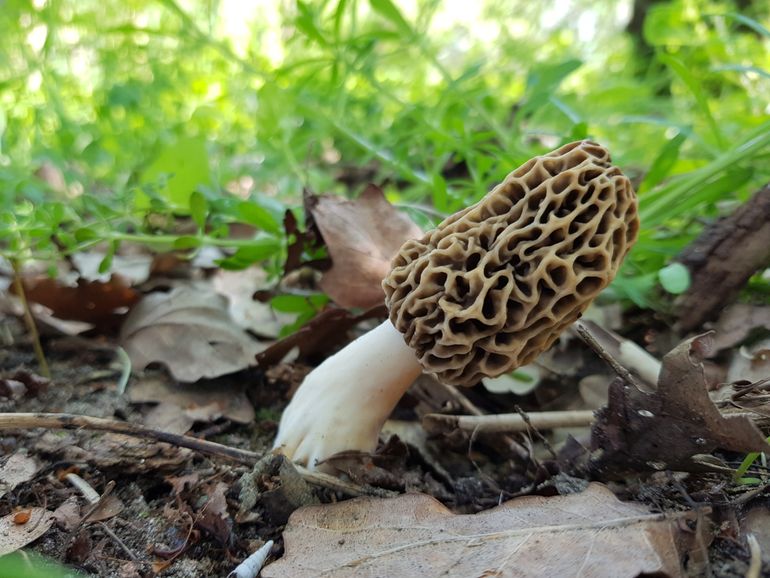 Morchella americana