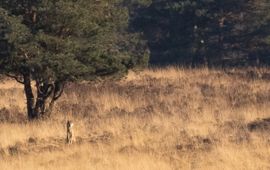 Jillis Roos VOOR GEBRUIK EERST CONTACT OPNEMEN MET JILLIS ROOS. EMAILDRES IS BEKEND BIJ WICHERTJE Wolf op de Soerense Hei LOCATIE NIET BEKEND MAKEN